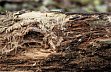 Wei- und Braunfulepilze – Nebeneinander von Wei- und Braunfulepilzen beim Holzabbau